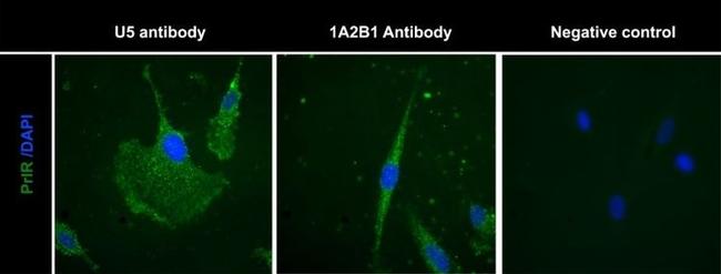 Prolactin Receptor Antibody in Immunocytochemistry (ICC/IF)