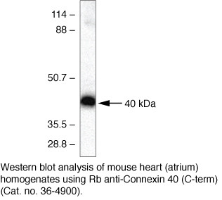 Connexin 40 Antibody in Immunoprecipitation (IP)
