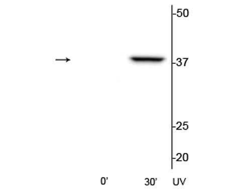 Phospho-p38 MAPK (Thr180, Tyr182) Antibody in Western Blot (WB)