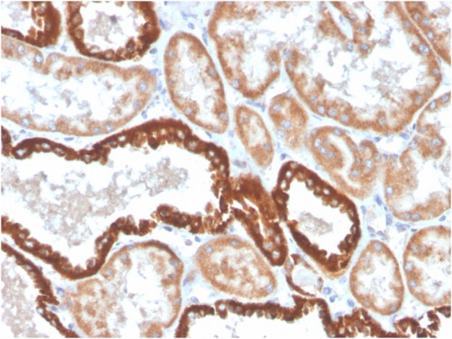 CD137/4-1BB/TNFRSF9 Antibody in Immunohistochemistry (Paraffin) (IHC (P))