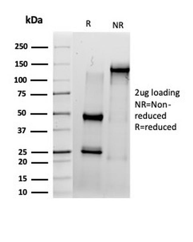 IRF3 Antibody in SDS-PAGE (SDS-PAGE)
