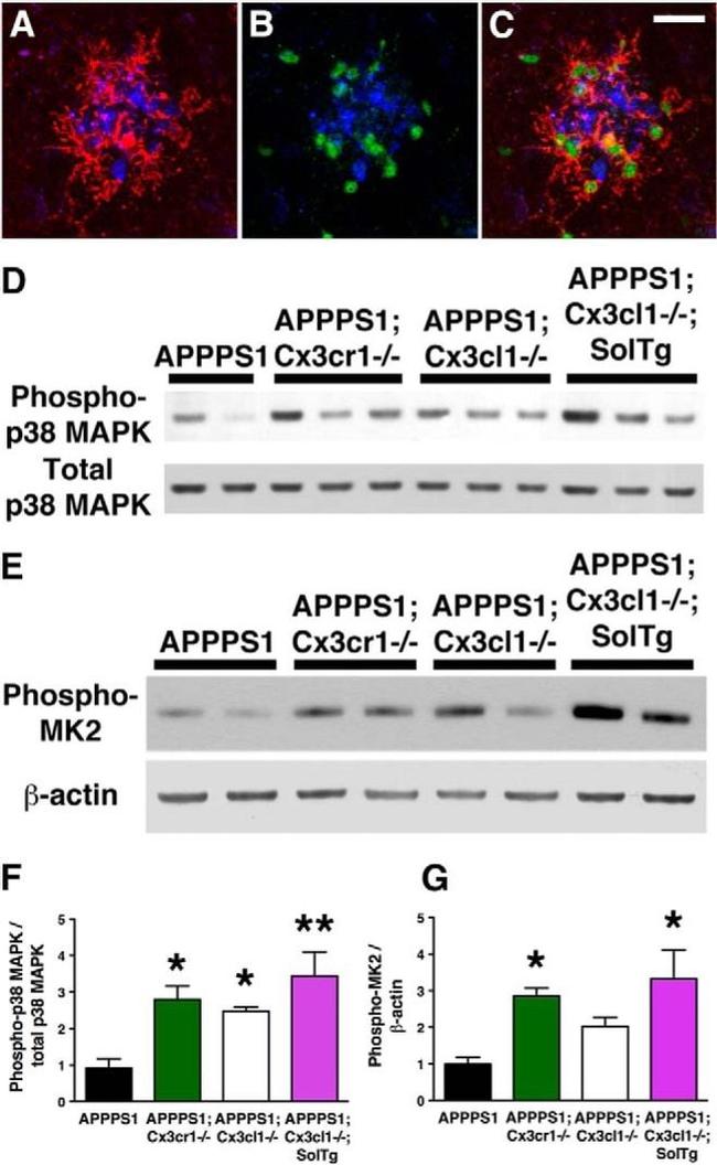 Phospho-p38 MAPK (Thr180, Tyr182) Antibody in Western Blot, Immunohistochemistry (WB, IHC)