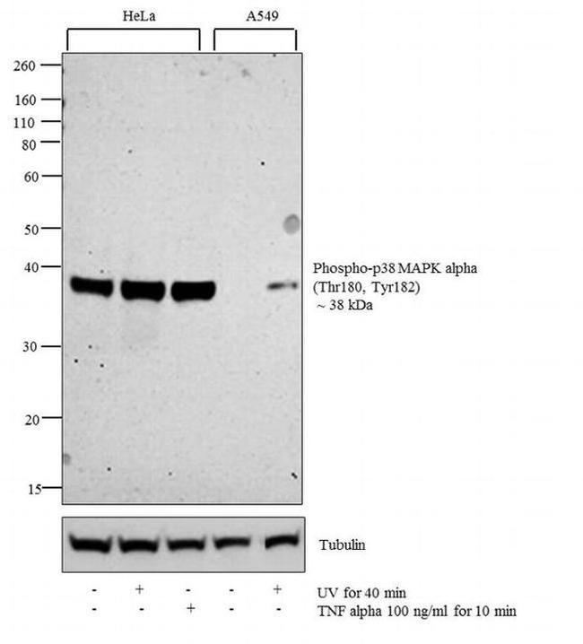 Phospho-p38 MAPK (Thr180, Tyr182) Antibody