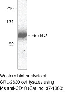 CD18 Antibody in Western Blot (WB)