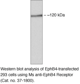 EphB4 Antibody in Western Blot (WB)