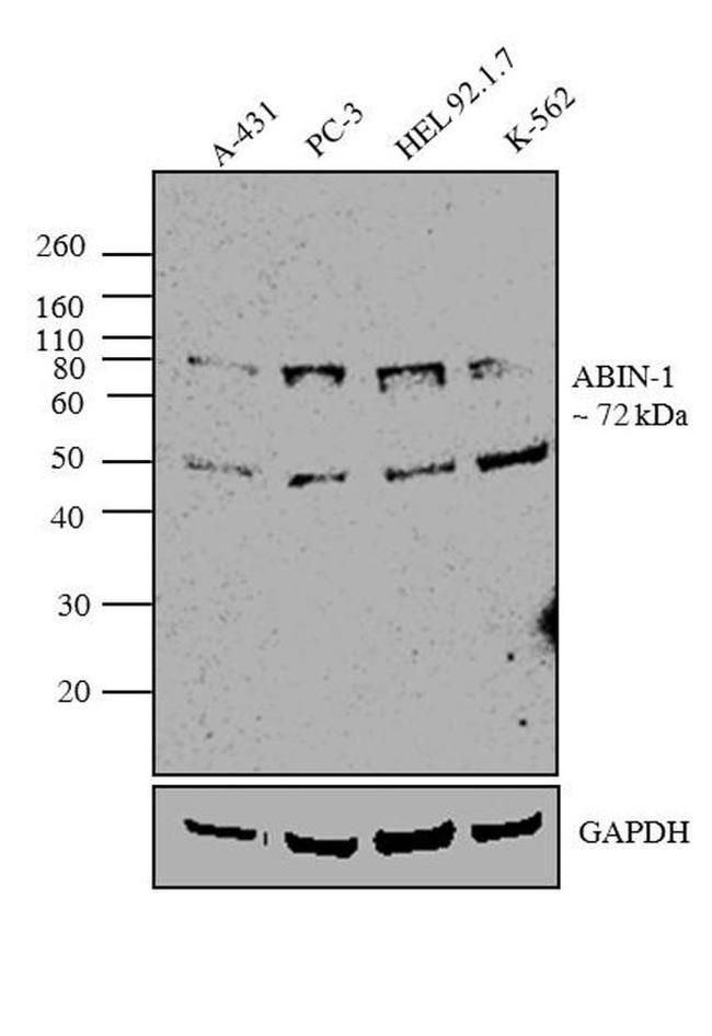 TNIP1 Antibody in Western Blot (WB)
