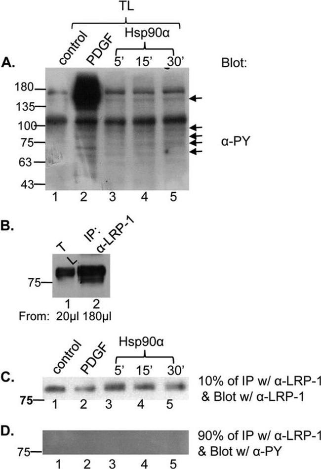 LRP1 Antibody in Immunoprecipitation (IP)