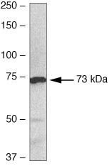 SENP1 Antibody in Western Blot (WB)