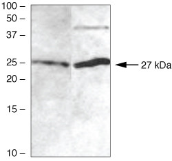 Claudin 12 Antibody in Western Blot (WB)