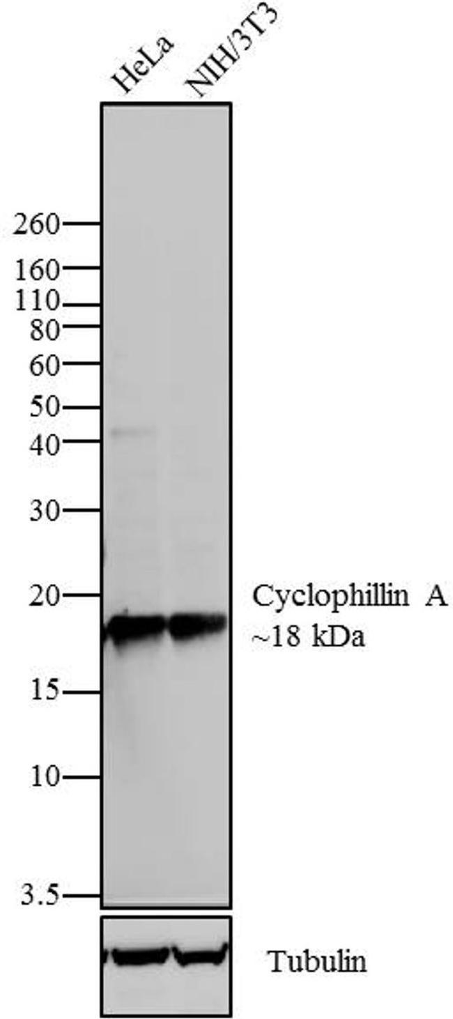Cyclophilin A Antibody in Western Blot (WB)