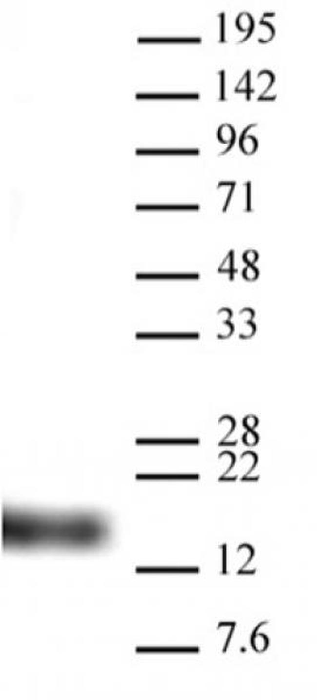 Histone H3K9me3 Antibody in Western Blot (WB)