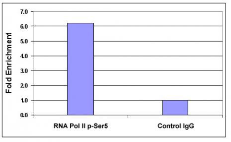Phospho-RNA pol II CTD (Ser5) Antibody in ChIP Assay (ChIP)