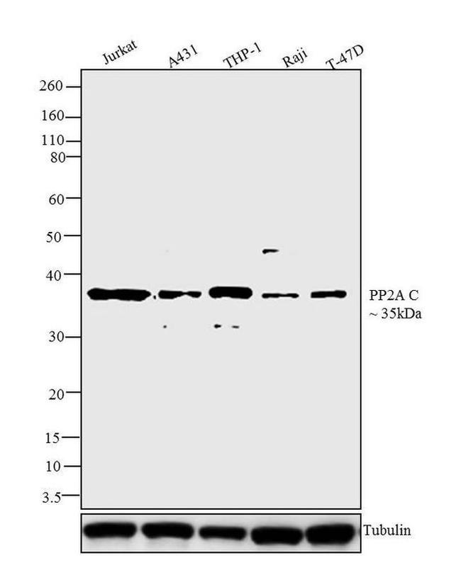 PPP2R5C Antibody in Western Blot (WB)