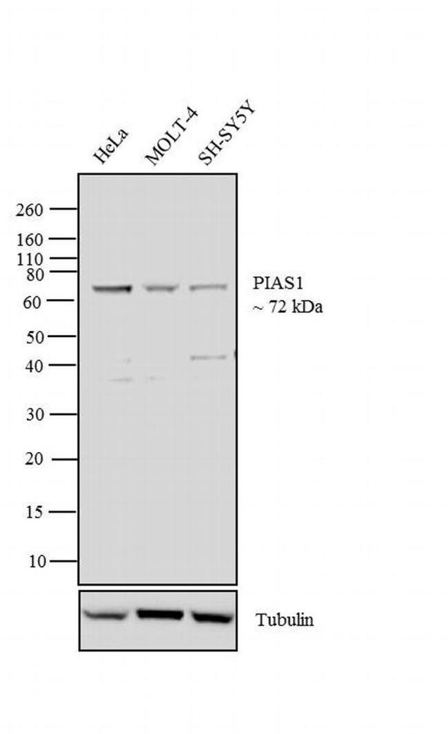 PIAS1 Antibody in Western Blot (WB)
