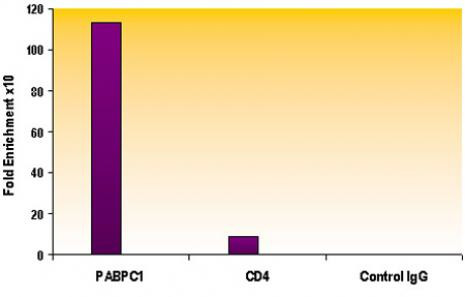 Histone H3K9ac Antibody in ChIP Assay (ChIP)