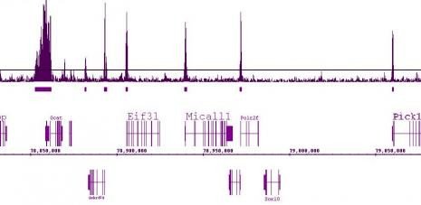 Histone H3K9ac Antibody in ChIP-Sequencing (ChIP-Seq)
