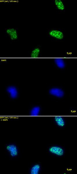 Histone H3K9ac Antibody in Immunocytochemistry (ICC/IF)