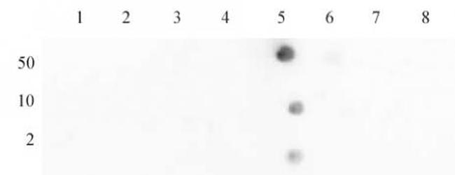 Histone H4K12ac Antibody in Dot Blot (DB)