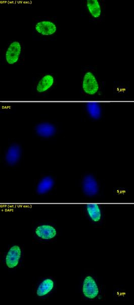 Histone H4K12ac Antibody in Immunocytochemistry (ICC/IF)