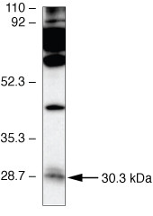 Connexin 30.3 Antibody in Western Blot (WB)