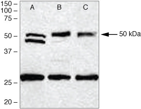 PDGF-D Antibody in Western Blot (WB)