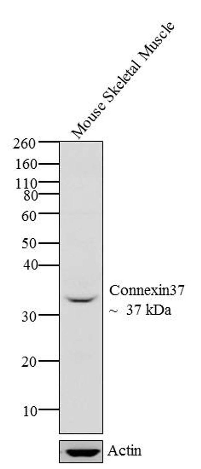 Connexin 37 Antibody in Western Blot (WB)