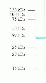 PP2CA Antibody in Western Blot (WB)