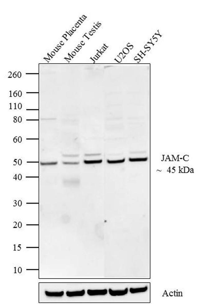 JAM3 Antibody in Western Blot (WB)