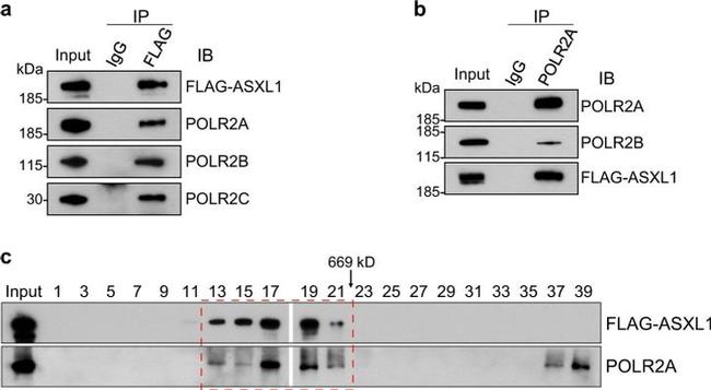 Phospho-RNA pol II CTD (Ser5) Antibody in Western Blot, Immunoprecipitation (WB, IP)