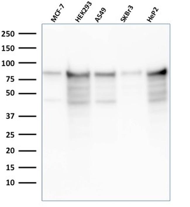 MCM7 Antibody in Western Blot (WB)