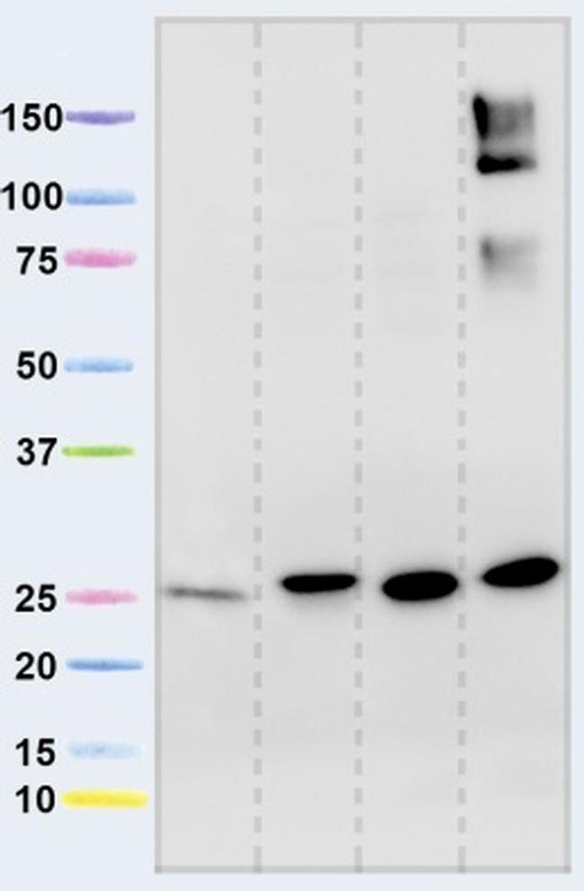 NDUFS3 Antibody in Western Blot (WB)