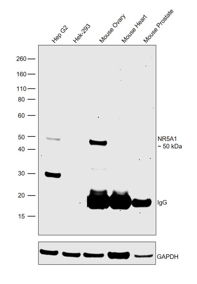 NR5A1 Antibody in Western Blot (WB)