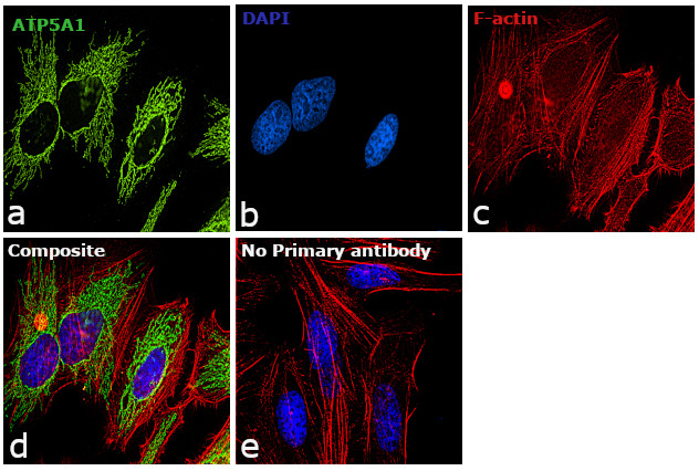ATP5A1 Antibody in Immunocytochemistry (ICC/IF)