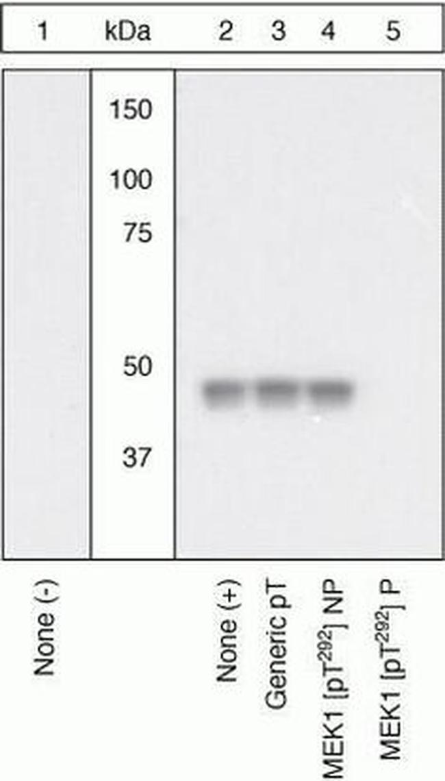 Phospho-MEK1 (Thr292) Antibody in Western Blot (WB)