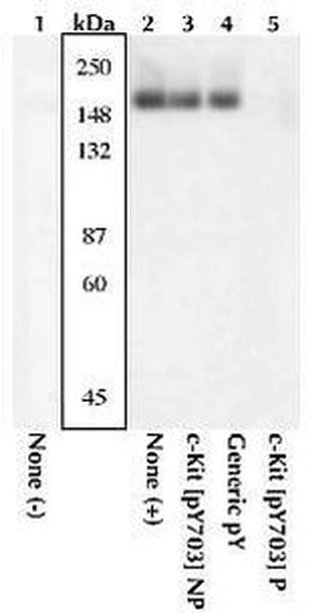 Phospho-c-Kit (Tyr568, Tyr570) Antibody in Western Blot (WB)