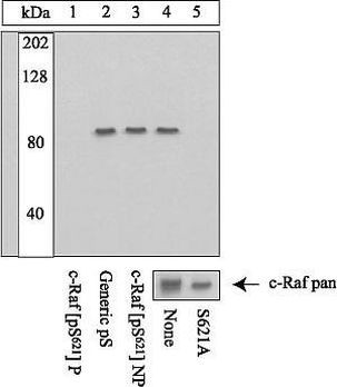 Phospho-c-Raf (Ser621) Antibody in Immunoprecipitation (IP)