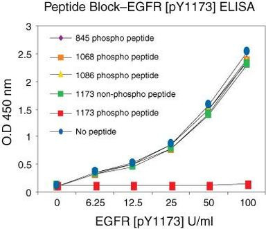Phospho-EGFR (Tyr1173) Antibody