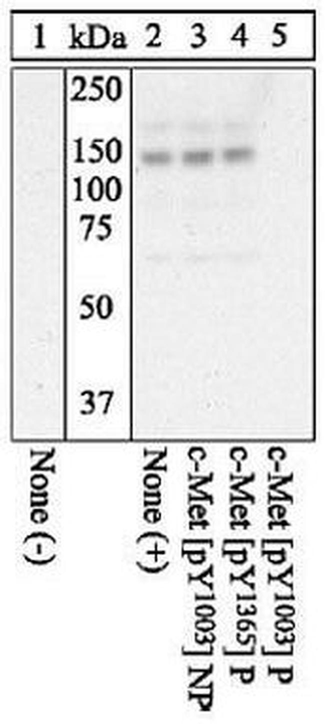 Phospho-c-Met (Tyr1003) Antibody in Western Blot (WB)