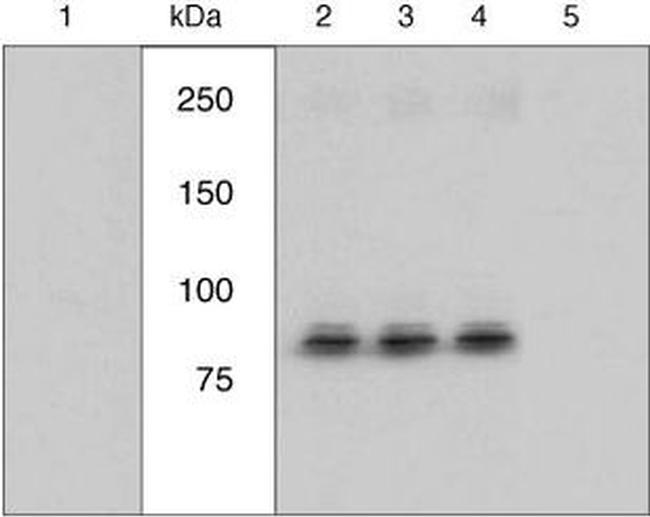 Phospho-RSK1 (Ser221) Antibody in Western Blot (WB)