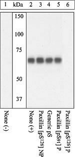 Phospho-Paxillin (Ser126) Antibody in Western Blot (WB)