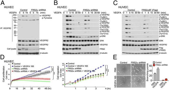 Phospho-VEGF Receptor 2 (Tyr1214) Antibody in Western Blot (WB)