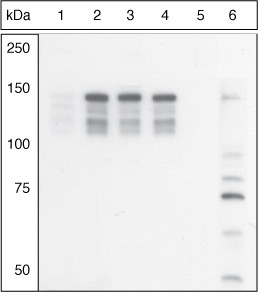 Phospho-MYLK (Ser1760) Antibody in Western Blot (WB)