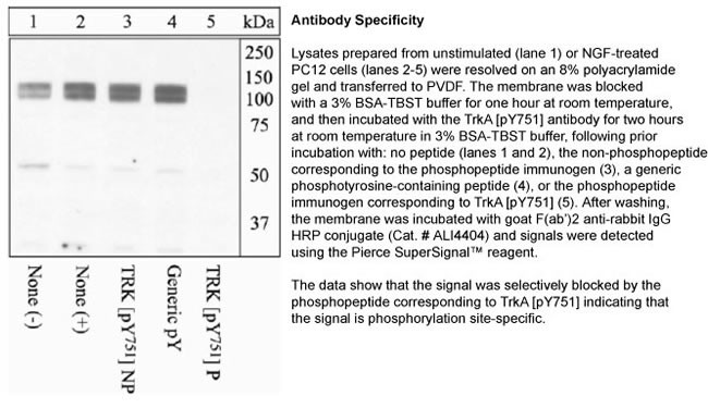 Phospho-TrkA (Tyr751) Antibody in Western Blot (WB)
