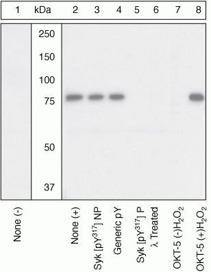 Phospho-Syk (Tyr317) Antibody in Western Blot (WB)