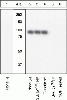 Phospho-Syk (Tyr323, Tyr317) Antibody in Western Blot (WB)