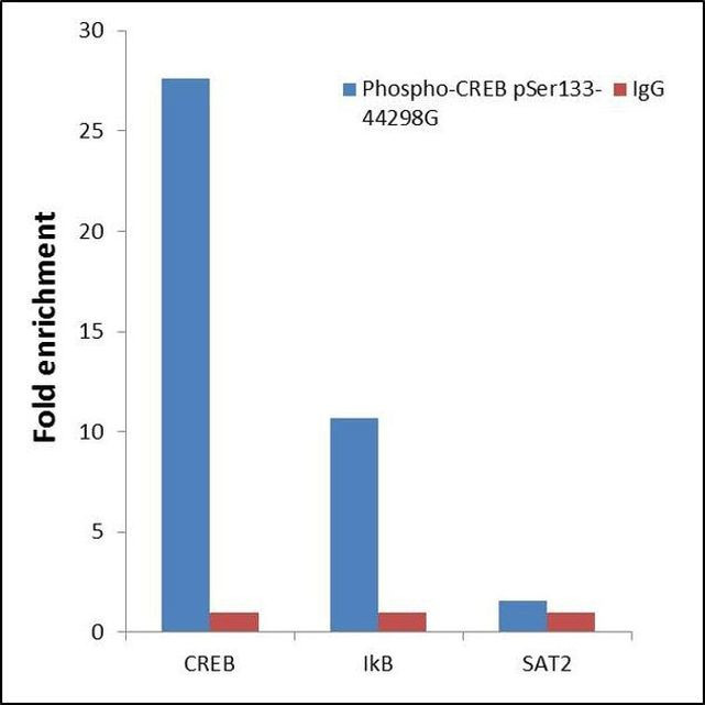 Phospho-CREB (Ser133) Antibody