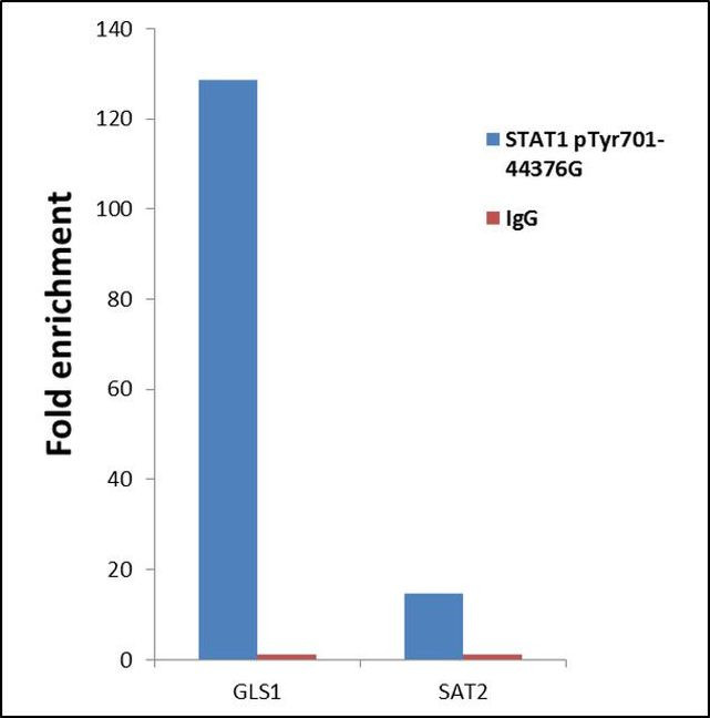 Phospho-STAT1 (Tyr701) Antibody in ChIP Assay (ChIP)