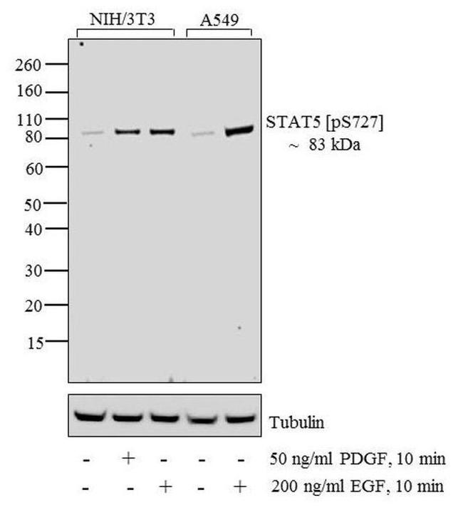 Phospho-STAT3 (Ser727) Antibody