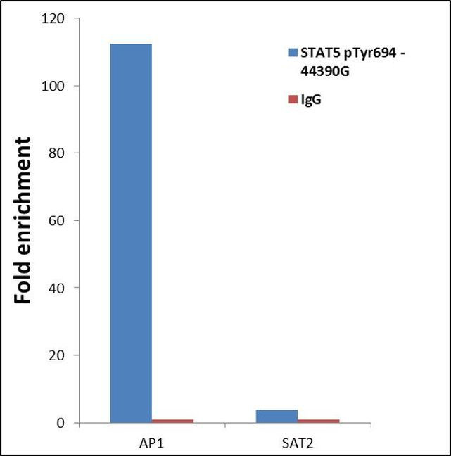 Phospho-STAT5 alpha (Tyr694) Antibody in ChIP Assay (ChIP)
