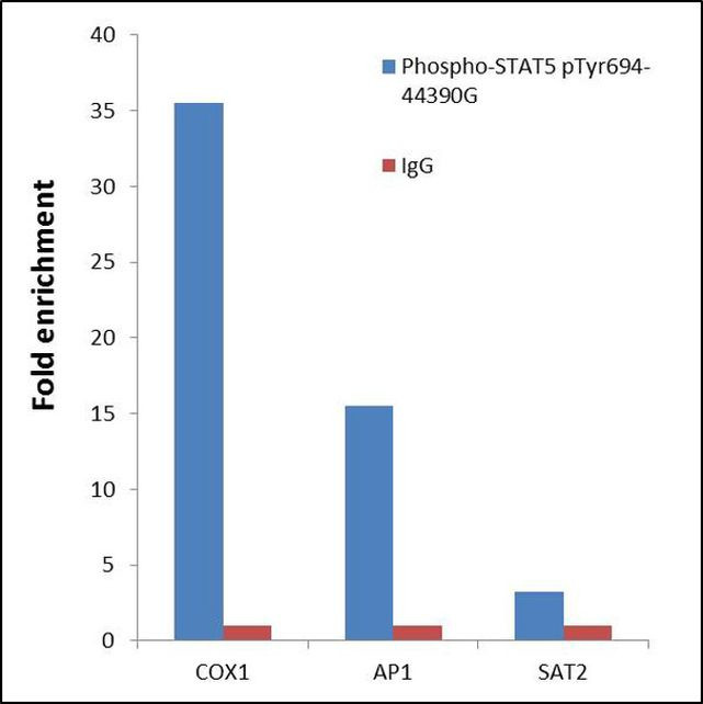Phospho-STAT5 alpha (Tyr694) Antibody in ChIP Assay (ChIP)